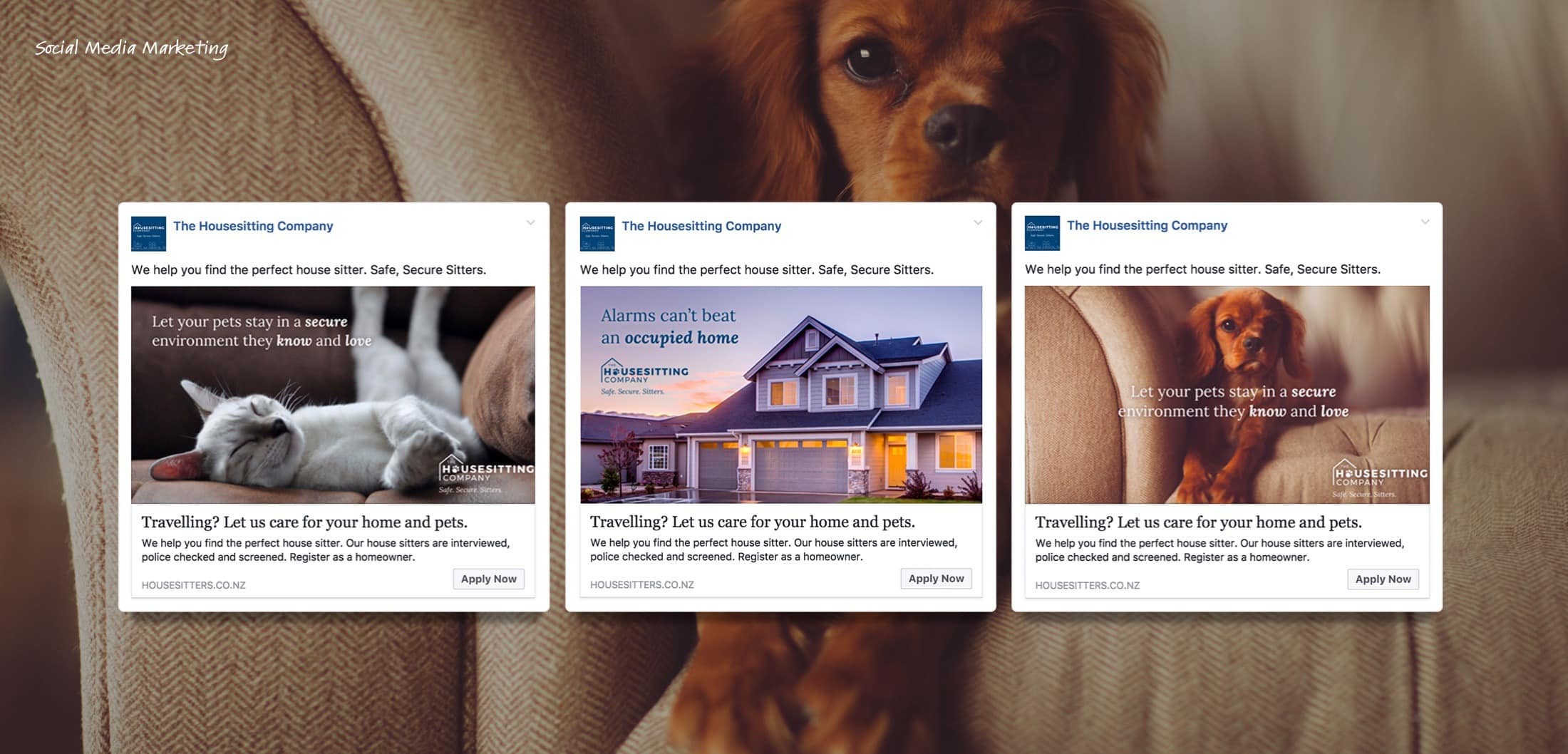 Social media artwork created for The Housesitting Company.