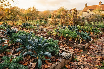 Autumn garden with fallen leaves, kale and root vegetables in golden light