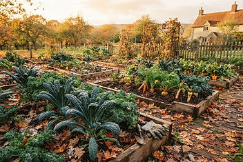 Autumn garden with fallen leaves, kale and root vegetables in golden light