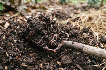 Rich dark compost soil with a garden fork and earthworms in natural light