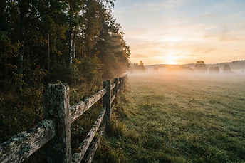A weathered fence along the forest edge at sunrise