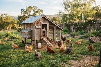 A flock of hens around a weathered wooden chicken coop in a sunny backyard