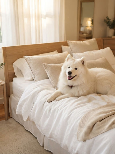 Happy Samoyed dog resting on a freshly made bed