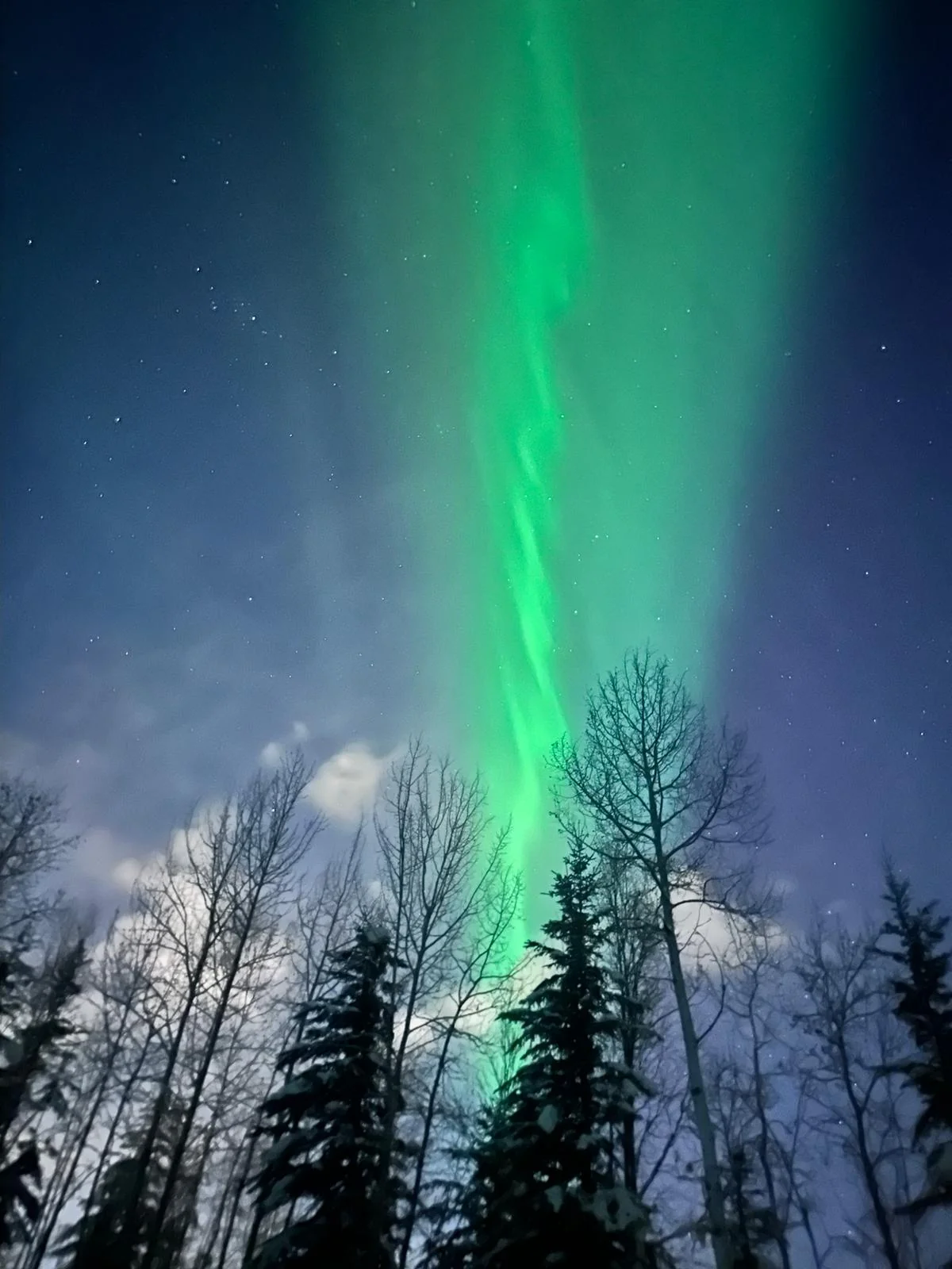 Green northern lights above silhouetted trees and a starry sky
