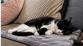 Cat napping on the grey heated mat on a sofa
