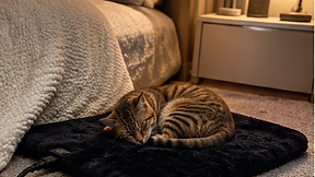 Cat curled up on the black heated mat by a bed