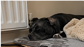 Dog resting on the grey heated mat by a radiator