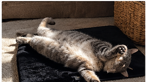 Cat stretched out on the black heated mat