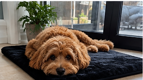 Dog lying on the black heated mat by a window