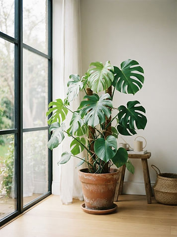 Plantes & décoration