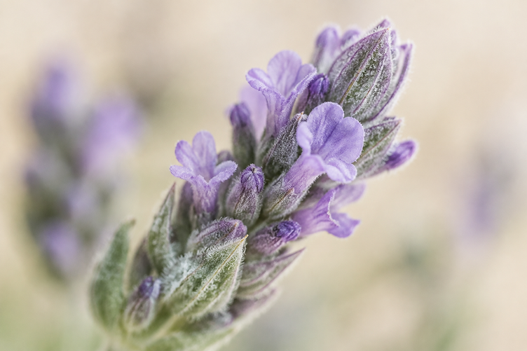 Macro photography of a lavender flower bud with delicate purple petals