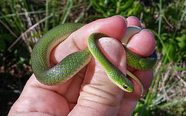 The Little Green Snake