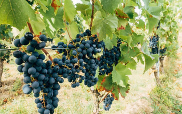 Bearing Fruit That Remains