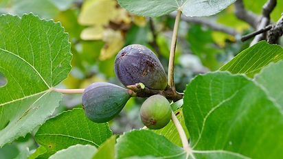 Are We Trying To Remove The Fig Leaf From Peoples God Relationship?