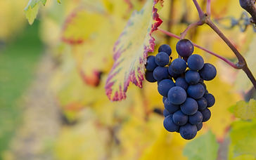 The Fruitful Christian Life
