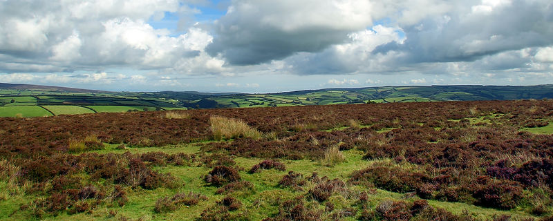 Exmoor heather moorland