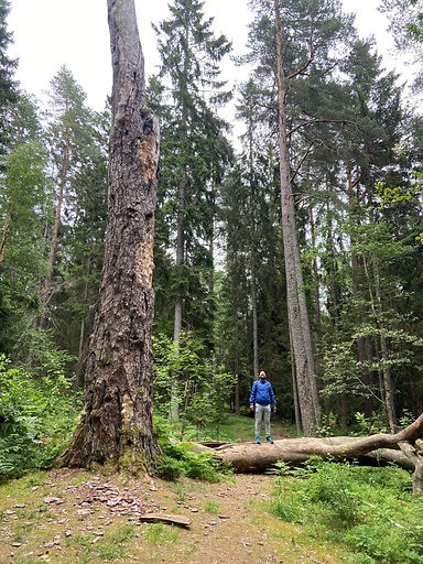 Huge Trees in Grinda's Forest