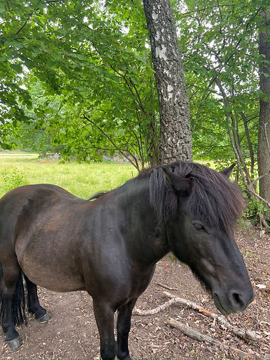 A Cute Horse on Grinda