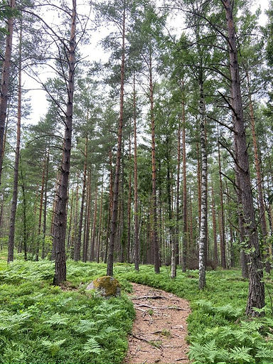 A Forest Path on Grinda