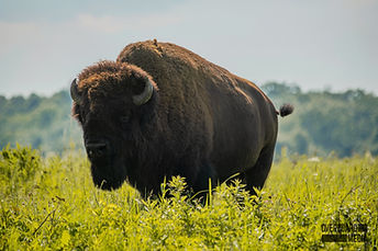 Buffalo grazing in a pasture at Nachusa Grasslands in Northern Illinois