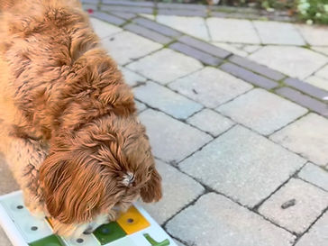 Daisy with the puzzle feeder dog toy
