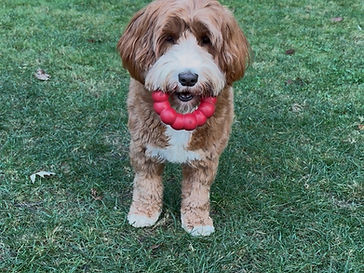 Daisy holding a red KONG Ring toy