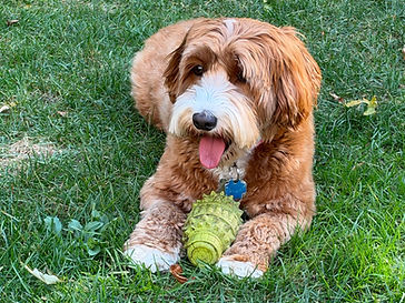Daisy with a green PIFFZEDO grenade rubber toy on the grass