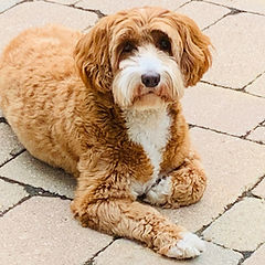 Daisy