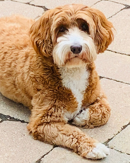 Daisy, a red-apricot Australian Labradoodle with a white blaze, looking up at the camera