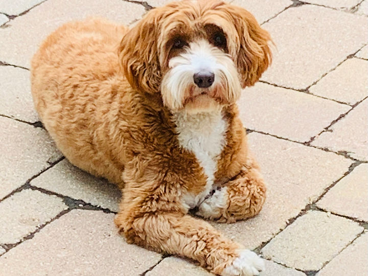 Daisy, a red-apricot Australian Labradoodle, looking up at the camera