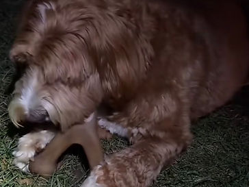 Daisy chewing a Benebone Wishbone toy on the grass
