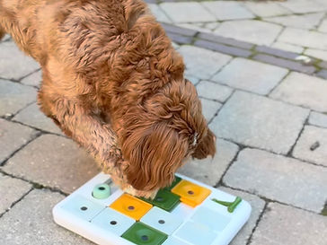 Daisy with a puzzle feeder dog toy