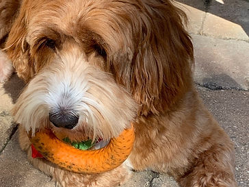 Daisy holding an orange Tall Tails GOAT Fetch Ring toy