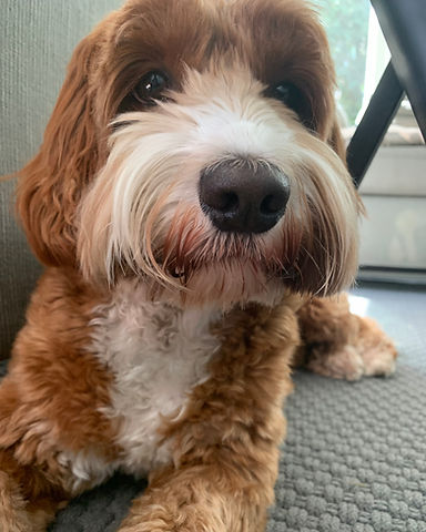 Daisy, a red-apricot Australian Labradoodle with a white muzzle and chest, looking softly at the camera