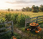 Partin Ranch Corn Maze Pumpkin Patch
