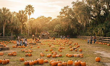 Amber Brooke Farms Fall Festival