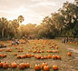 Amber Brooke Farms Fall Festival