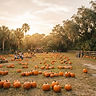 Amber Brooke Farms Fall Festival