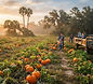 Dade City Farms Fall Festival