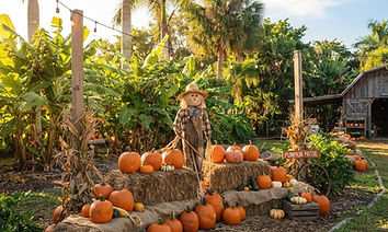 The Little Farm Pumpkin Patch