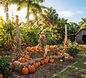 The Little Farm Pumpkin Patch