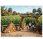 Harvest Holler Corn Maze & Pumpkin Patch
