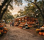 Buckingham Farms Fall at the Farm Pumpkin Patch