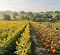 Southern Hill Farms Fall Festival