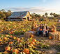 Sweetfields Farm Pumpkin Patch