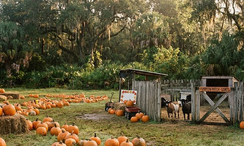The Pickin' Patch