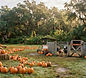 The Pickin' Patch