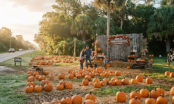 Heavenly Evergreens Pumpkin Patch