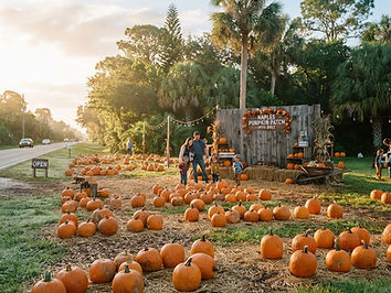 Heavenly Evergreens Pumpkin Patch