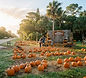 Heavenly Evergreens Pumpkin Patch